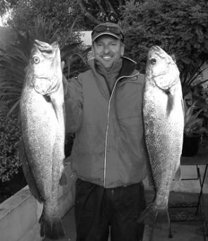 The author with a couple of mulloway caught trolling live bait in the estuary.